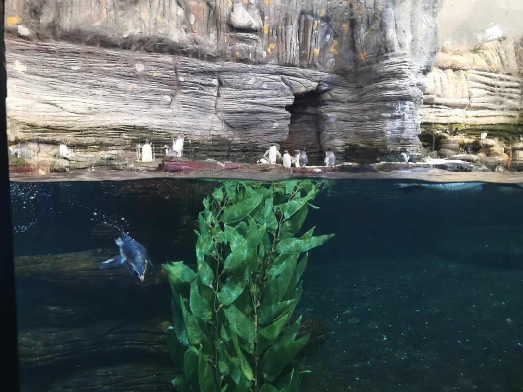 Manchot en nage, vu sur ou sous l'eau