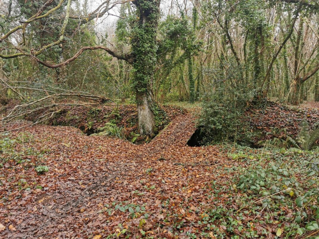 Passerelle dans le bois