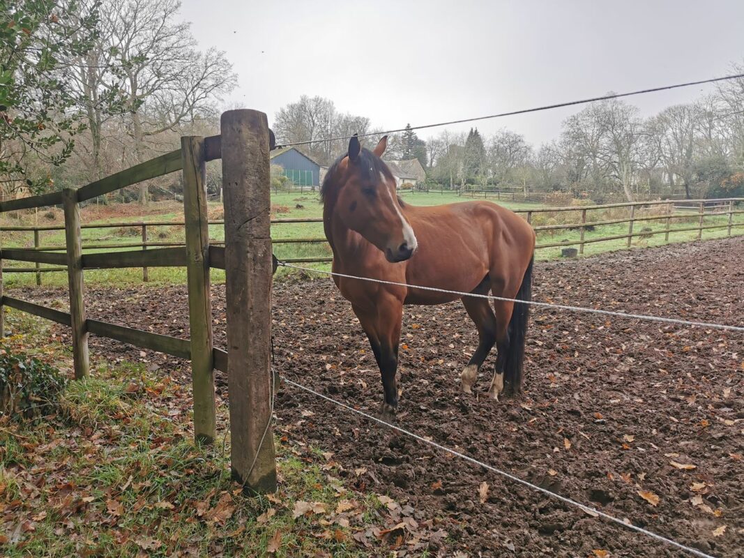 Un cheval dans un des champs