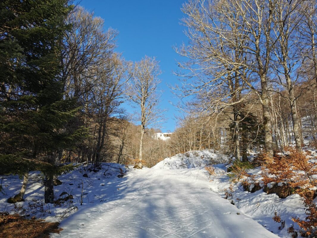 La piste dans la foret