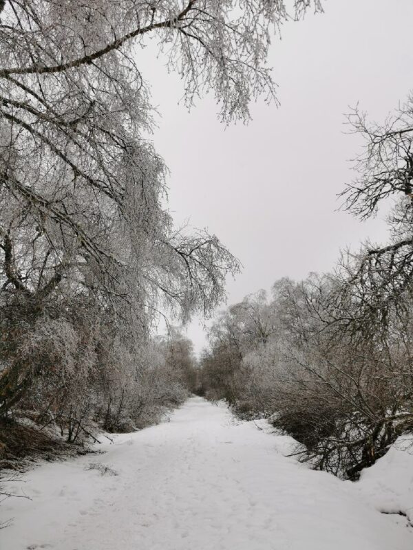 Sentier enneigé et arbres gelés