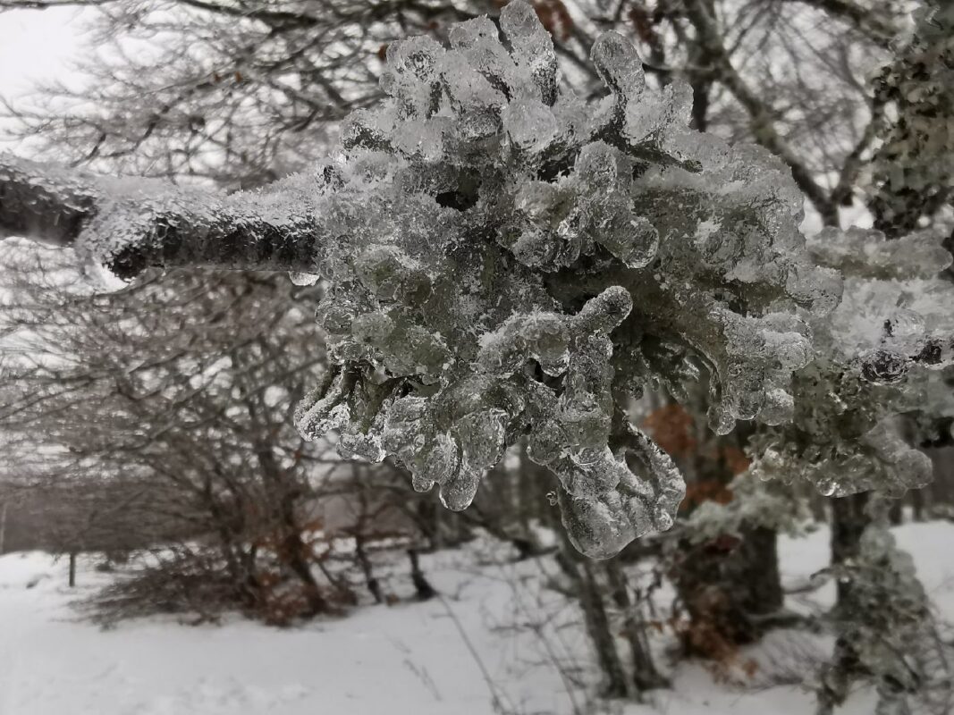 Un lichen gelée