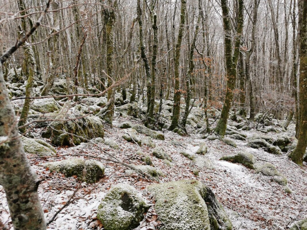 Foret au dessus du Ravel