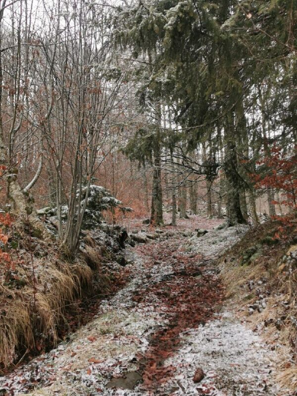 Sentier qui remonte vers le lac