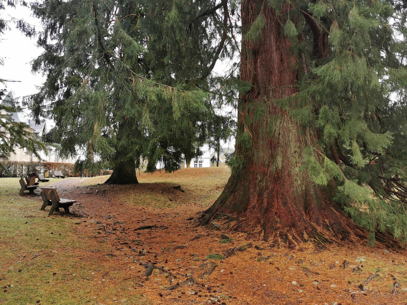 Les arbres du parc Fenestre