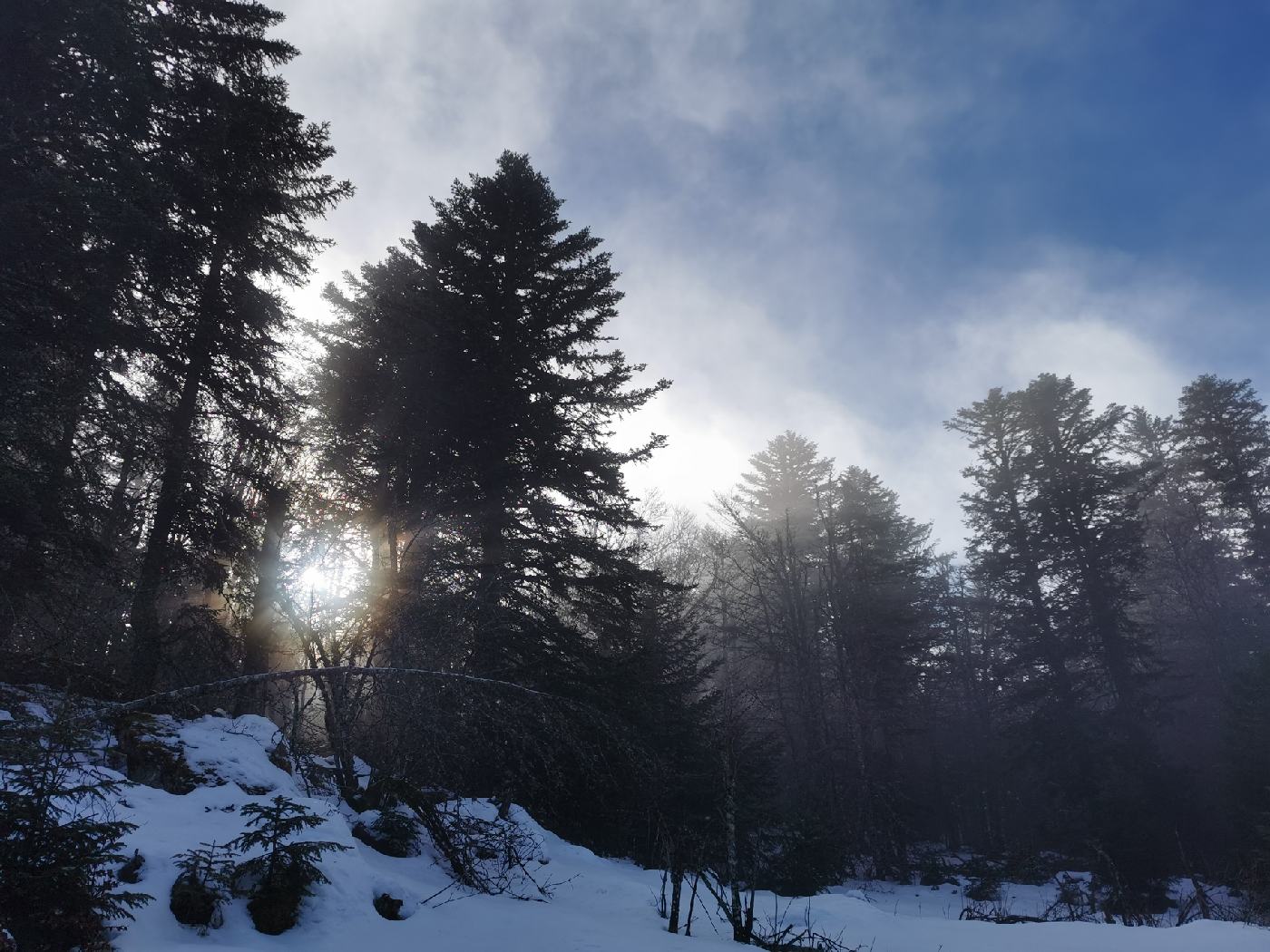 C'est varié, ici soleil à travers les sapins