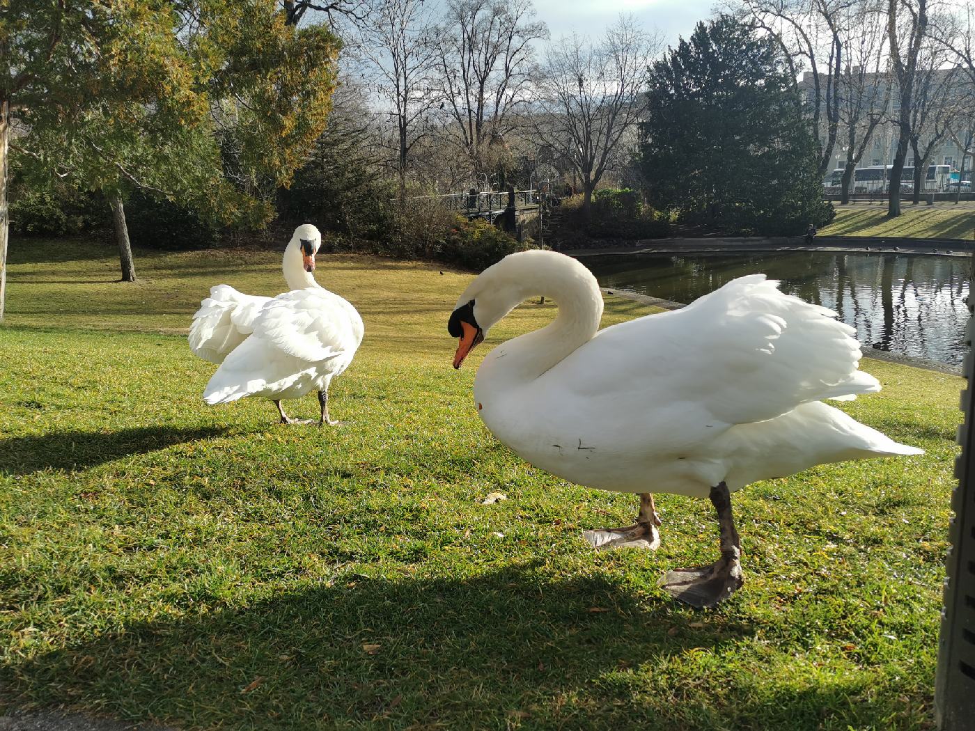 Cygnes peu farouche dans le parc