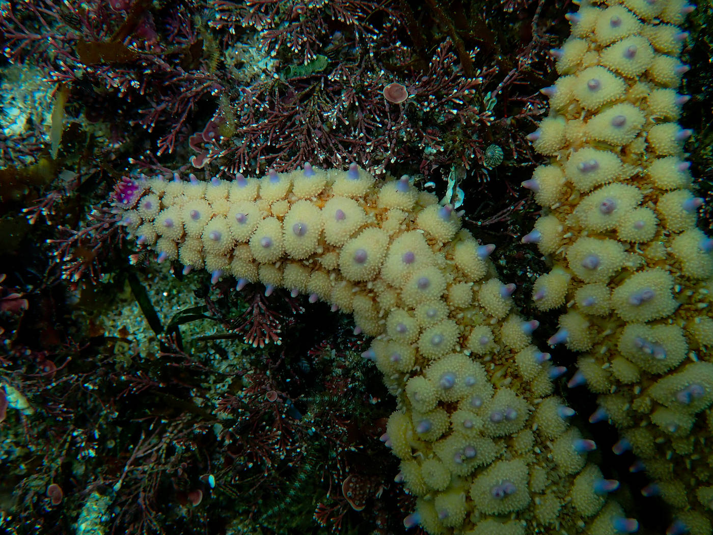 Patte d'une étoile de mer Glacière