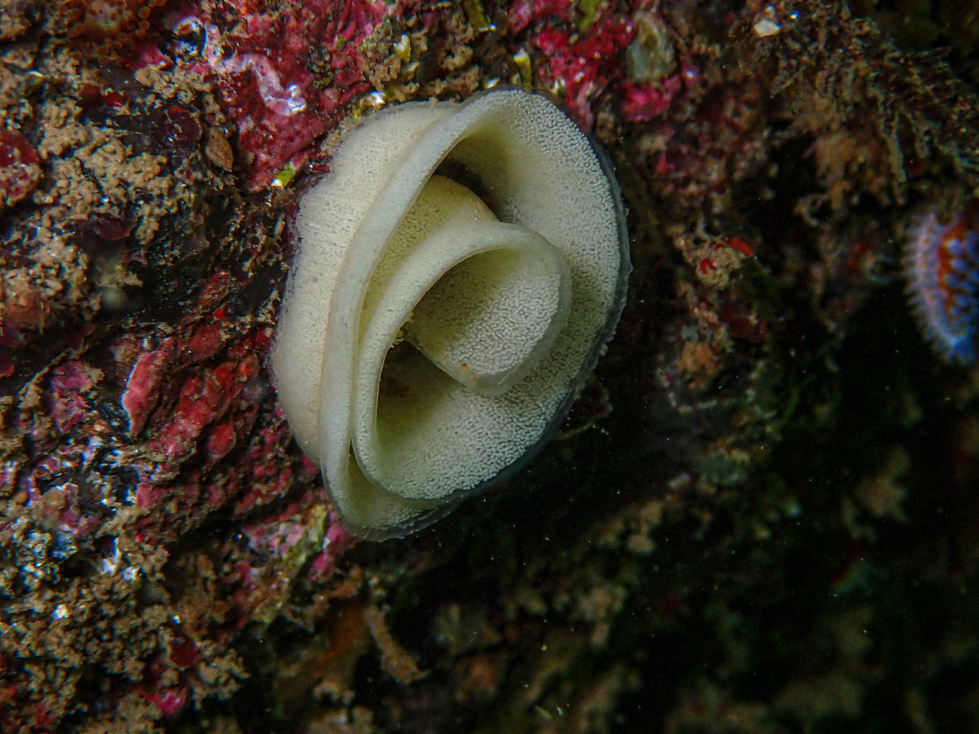 Pontes de Nudibranche