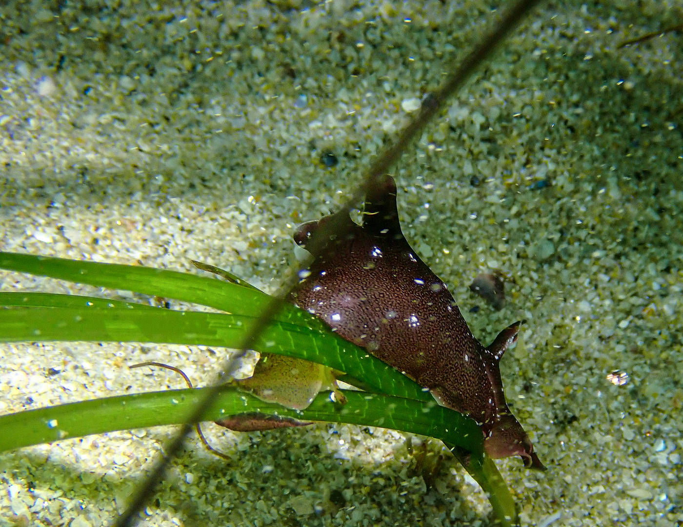 Lièvre des mer