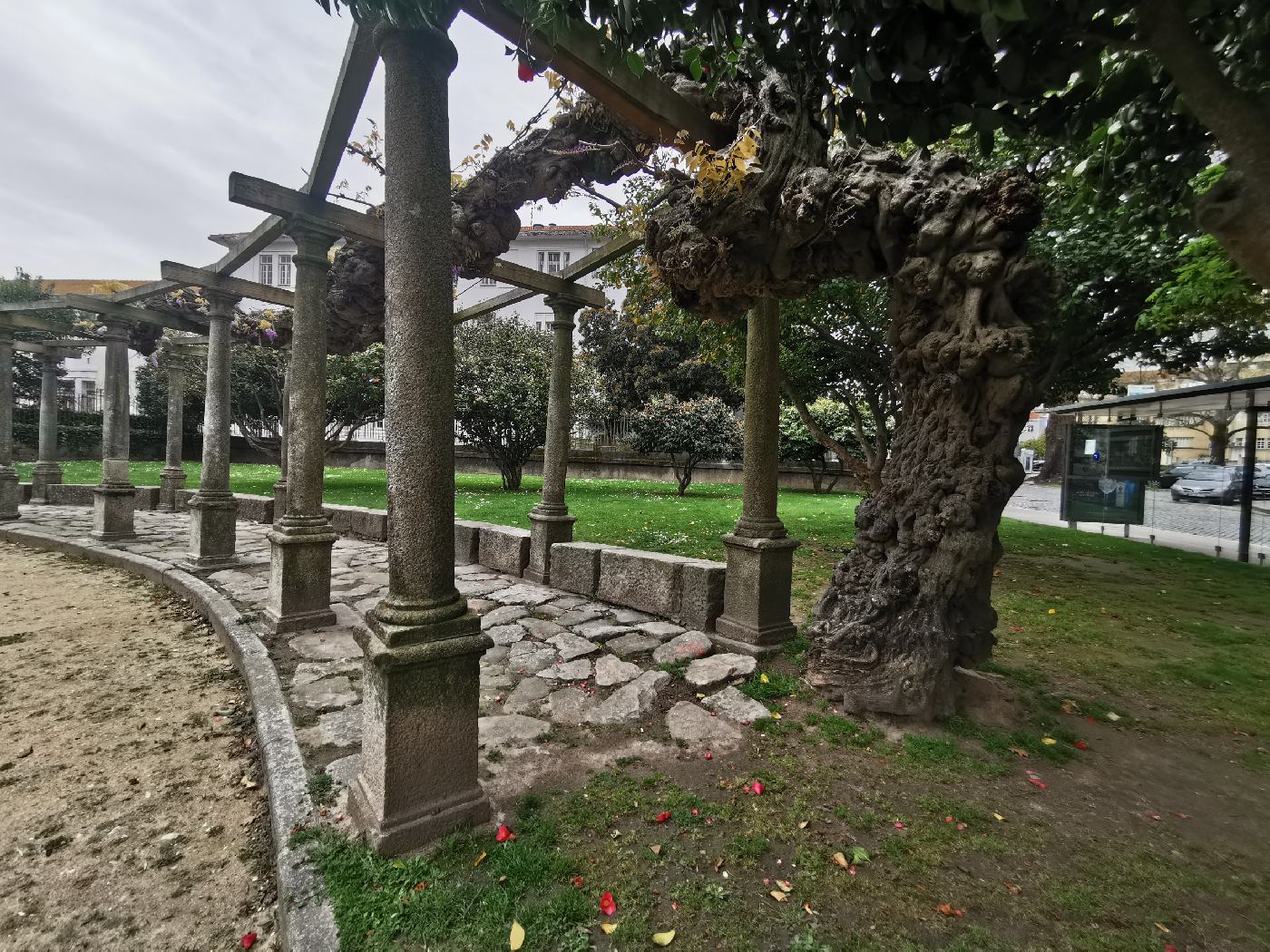 Un pied de Glycine monumentale