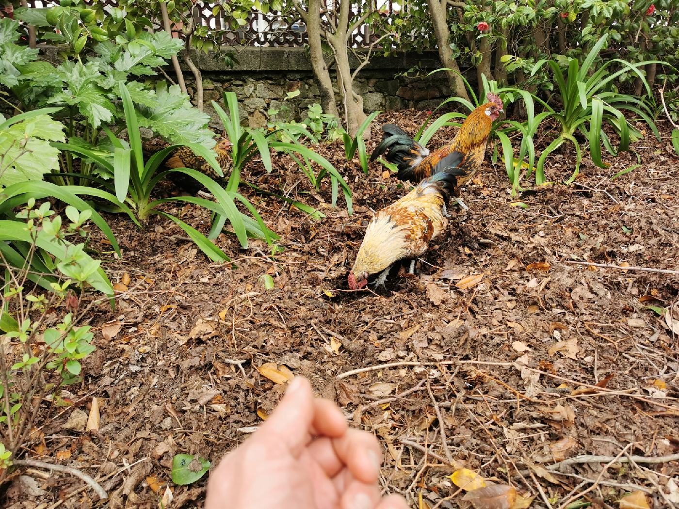 Les coqs au jardin Botanique