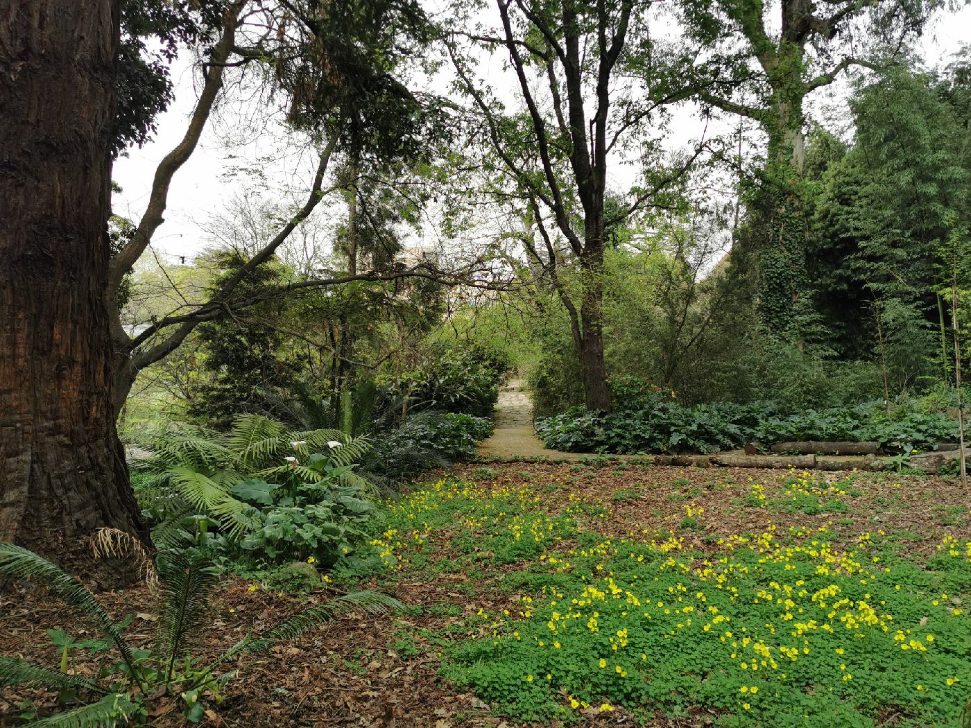 Tapis de fleurs en sous-bois