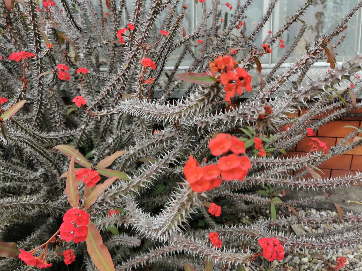 Fleurs de Cactus