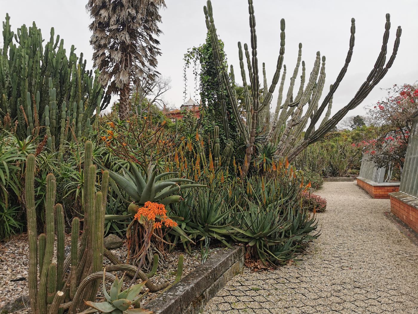 Le coin des cactus