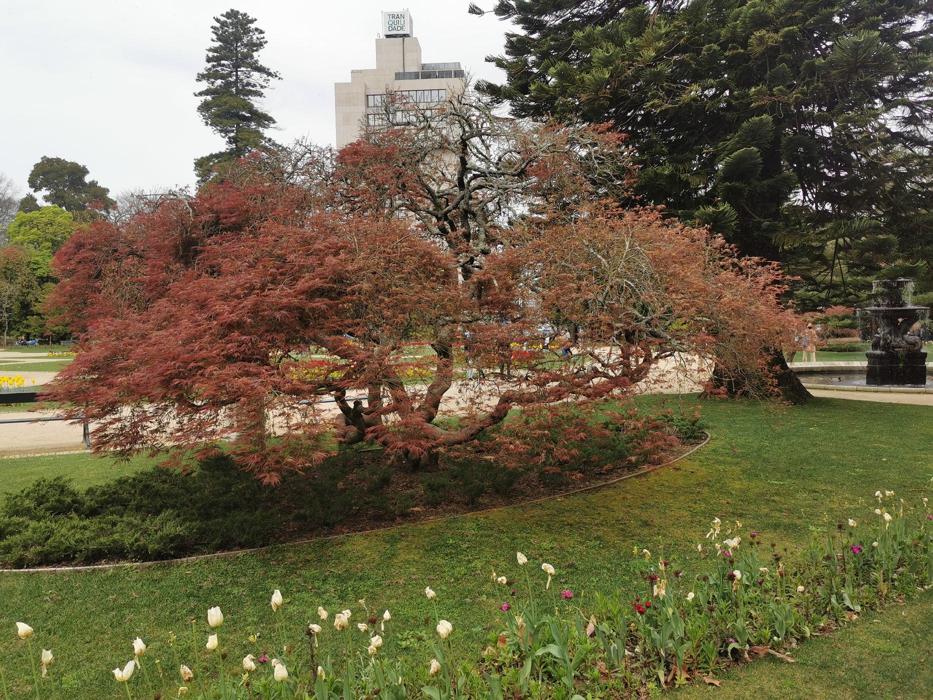 Arbre au jardin de Cristal