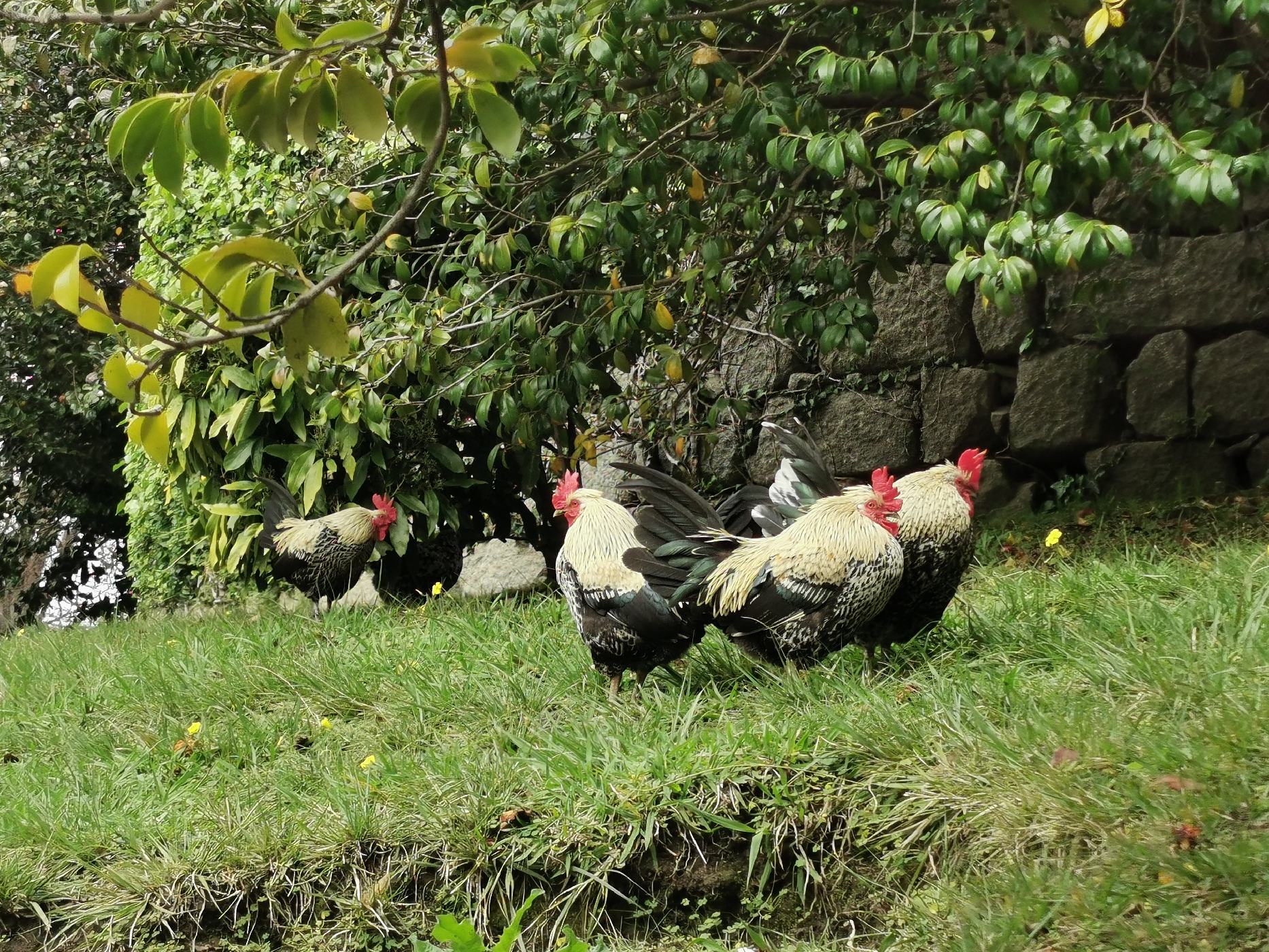 Coq au jardin de cristal