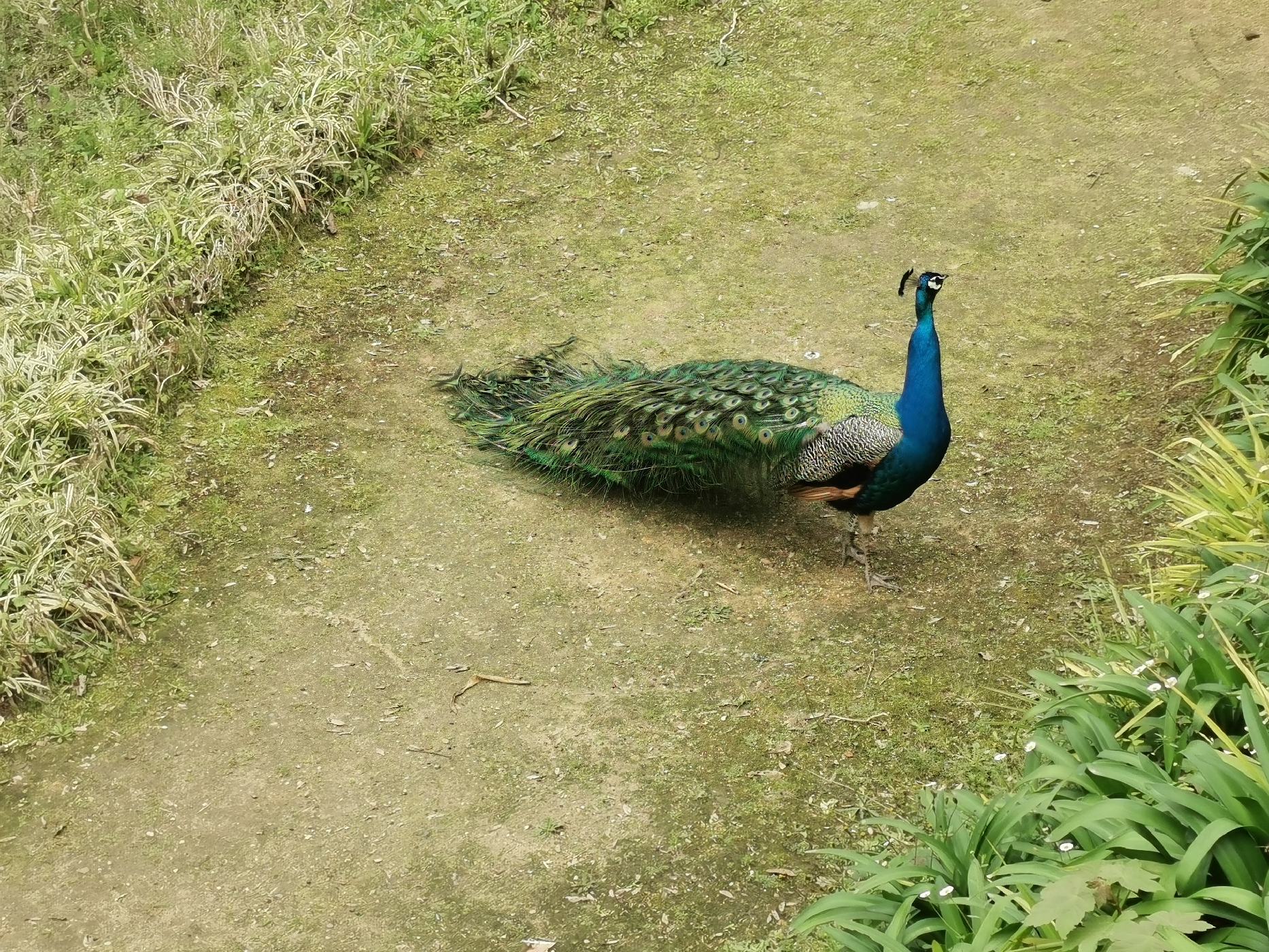 Paon au jardin de cristal