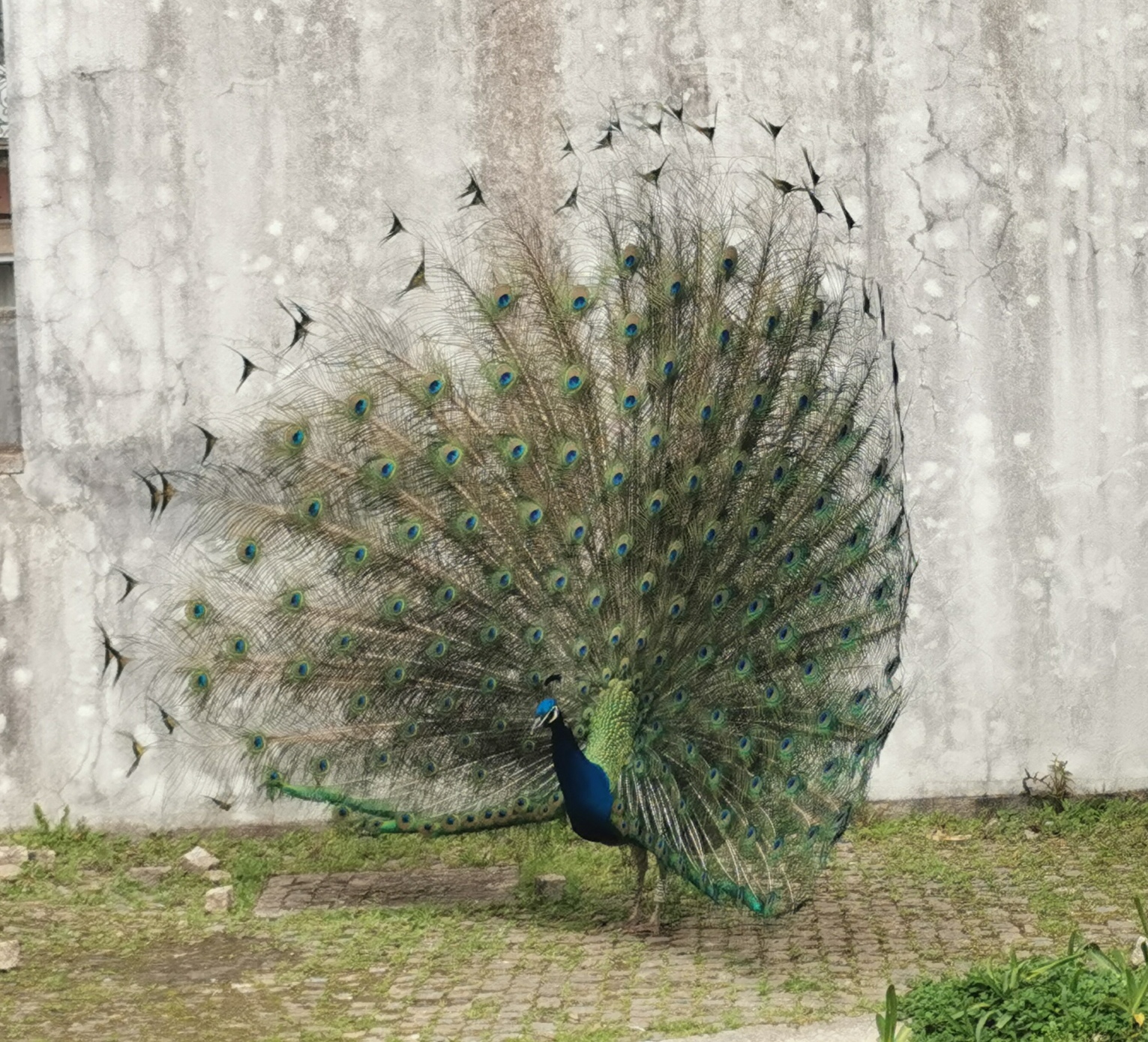 Paon au jardin de cristal