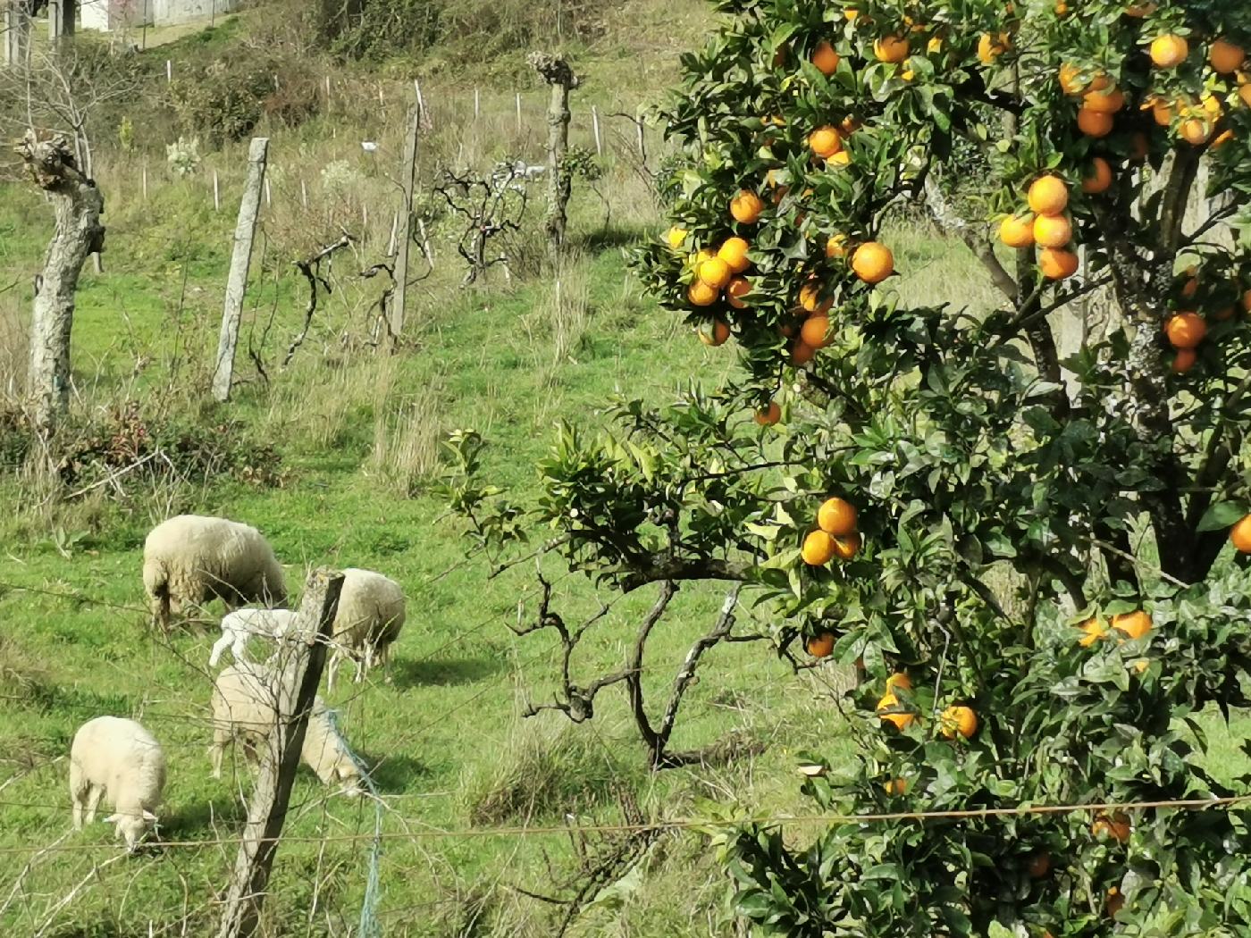 Moutons, vignes et Oranges,.