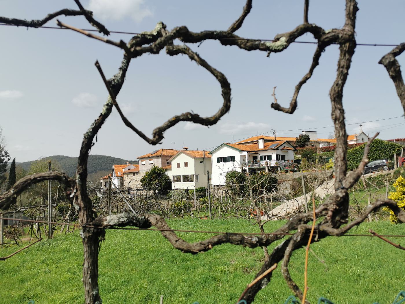 Maison, Potager, verger et vignes à Alvarenga