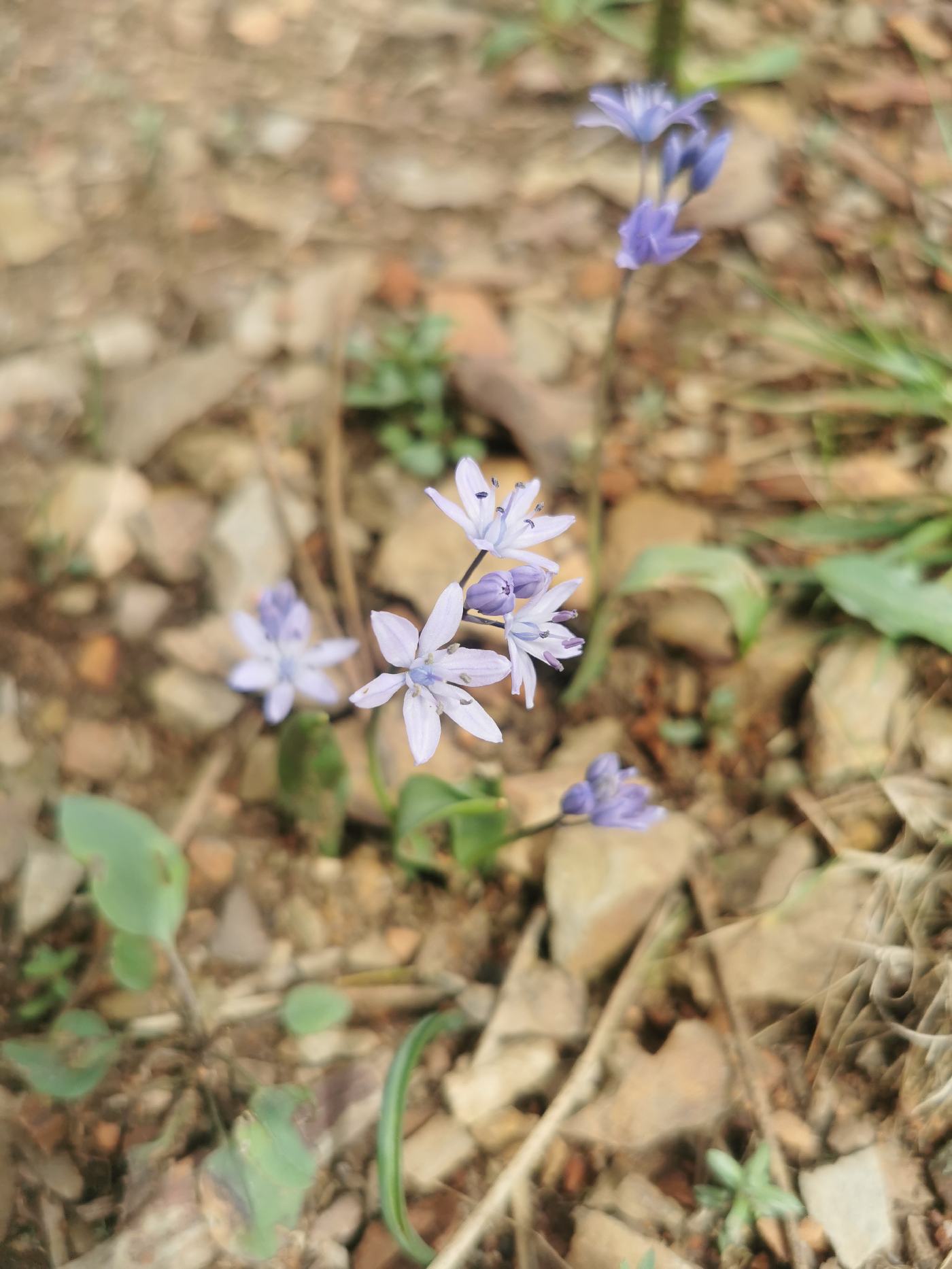 Petites fleurs