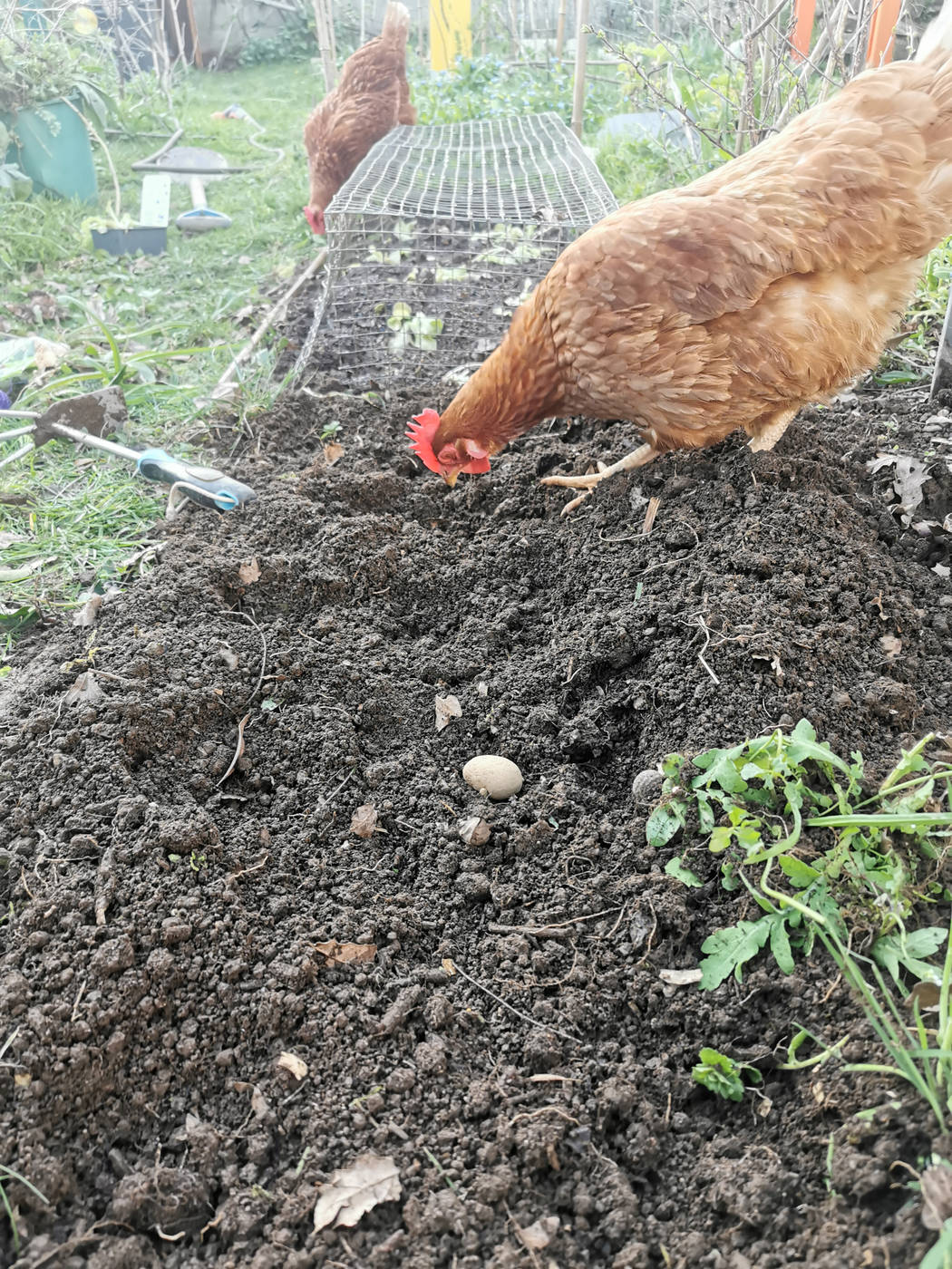 Plantation de pommes de terres, accompagné des poules