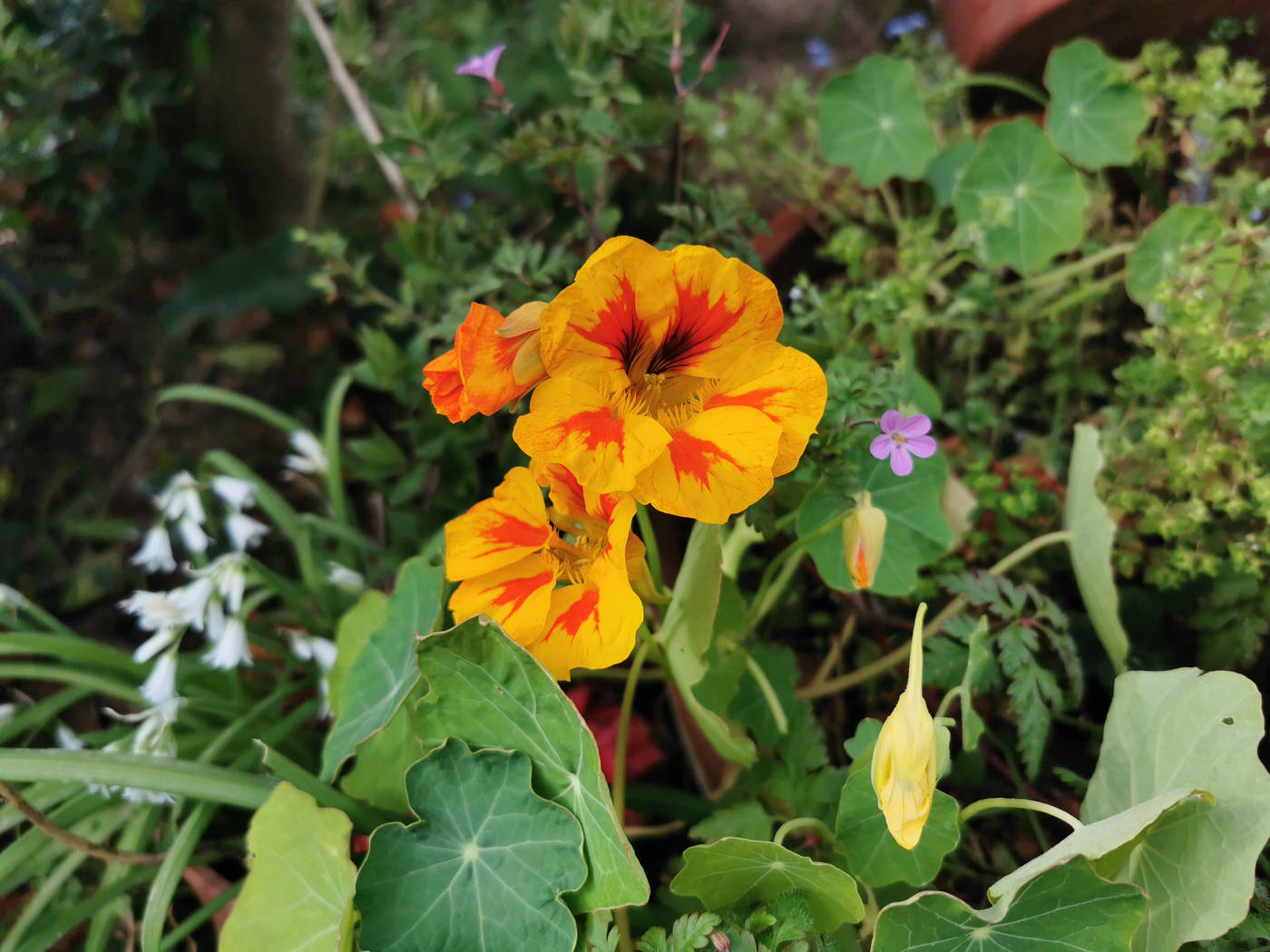 Capucines bicolores et autres fleurs