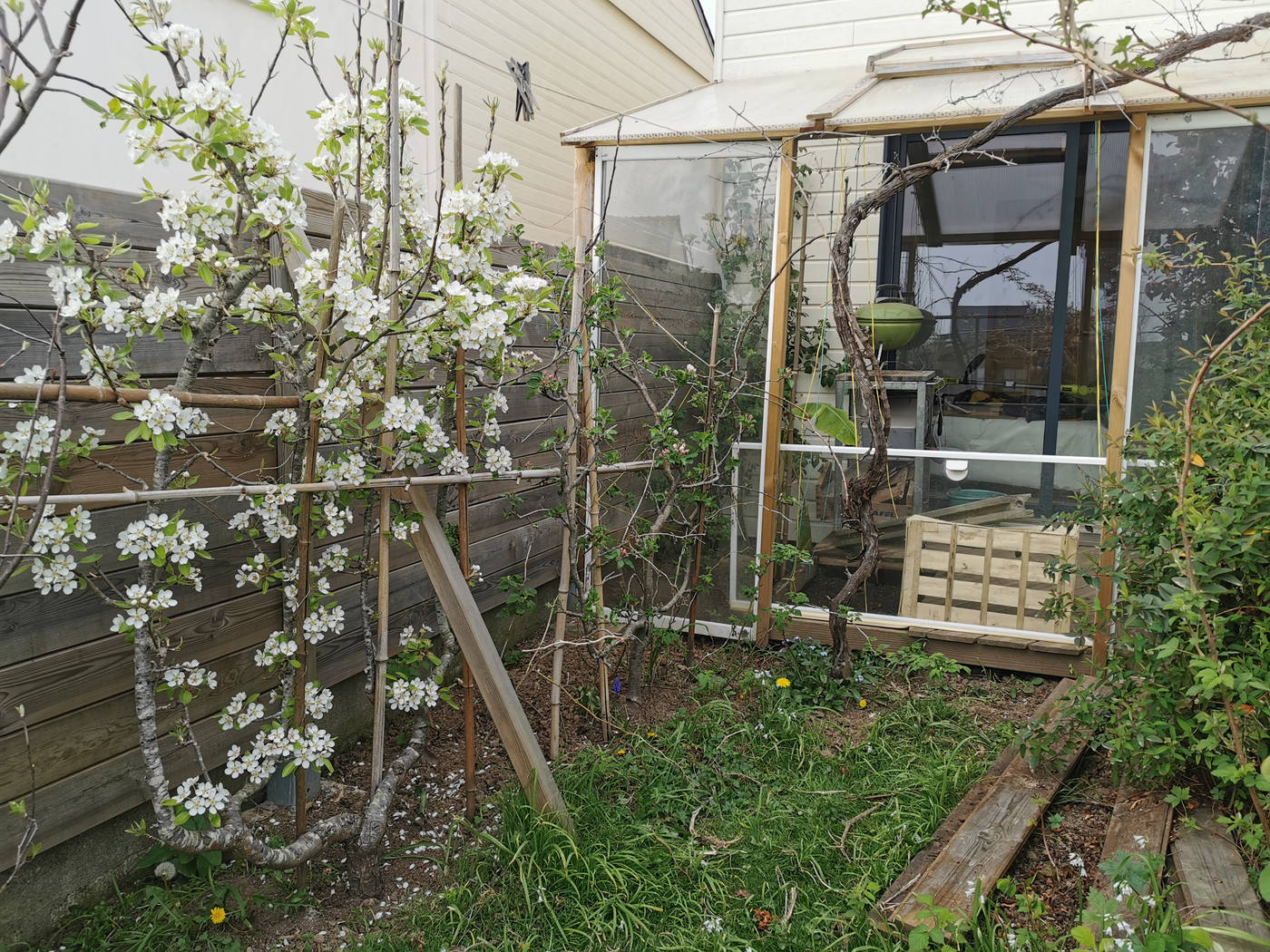 Pommier en fleurs