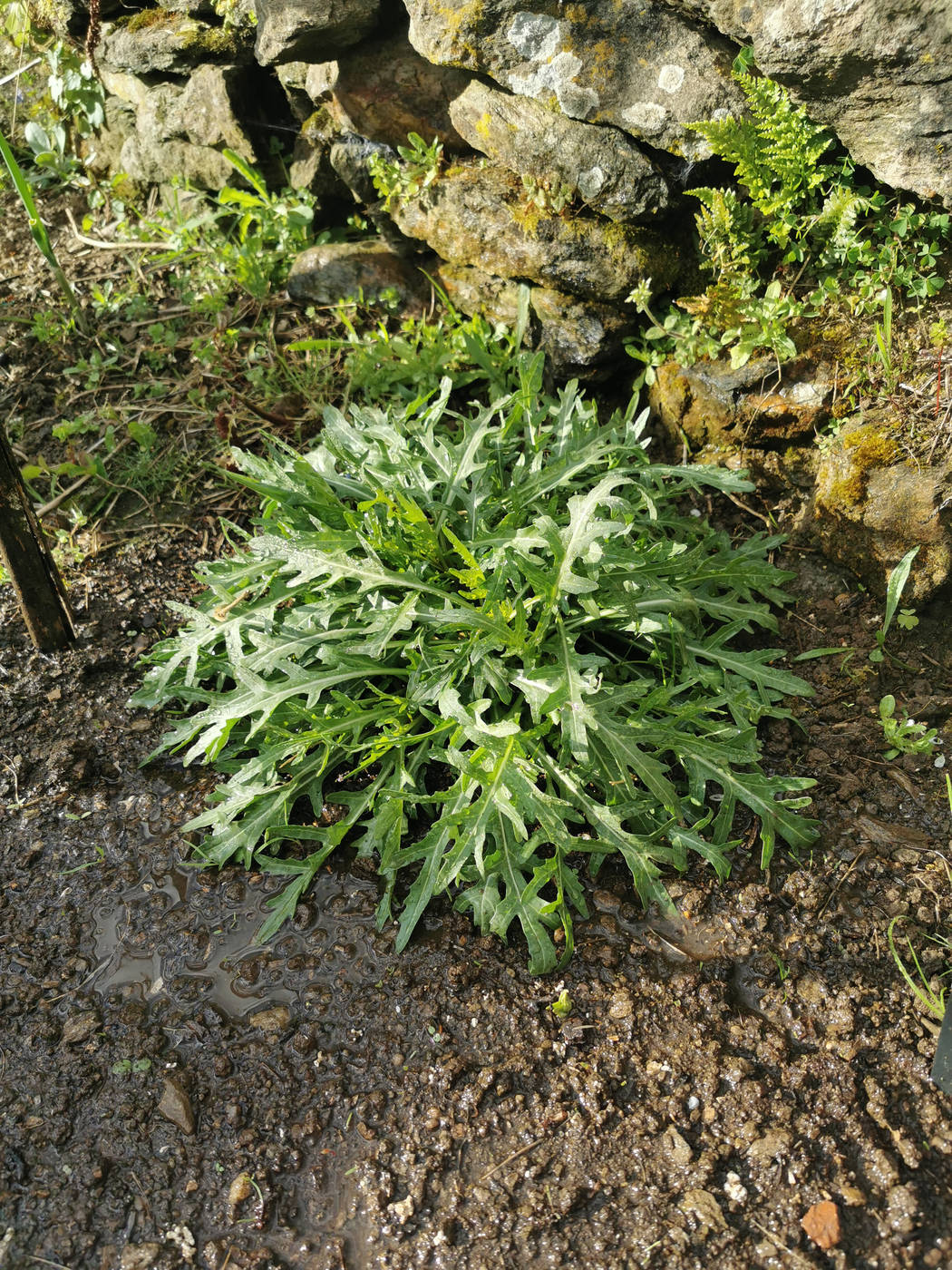 La roquette sauvage repart, de belles salade en perspective