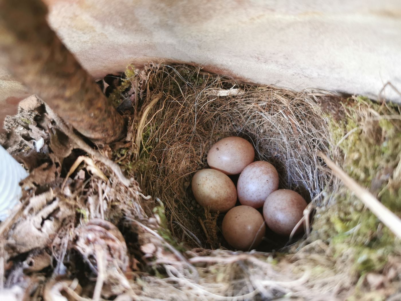 Tiens, des œufs d'oiseau. J’espère que je les ais pas dérangé.