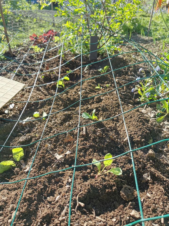 Mise en pleine terre des Blettes, sous le par-poules