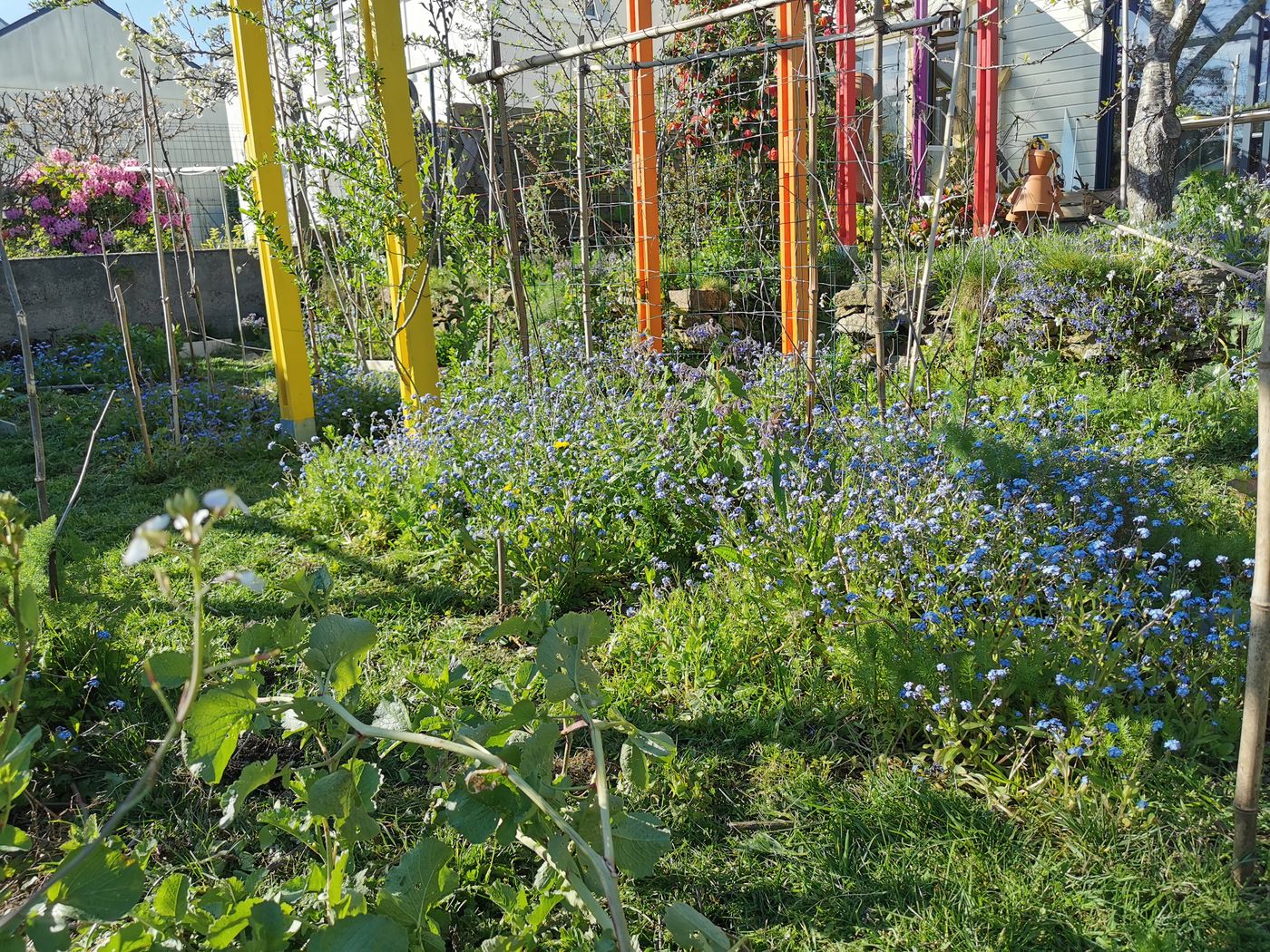 J'adore les myosotis qui tapisse le sol d'un nuage bleuté