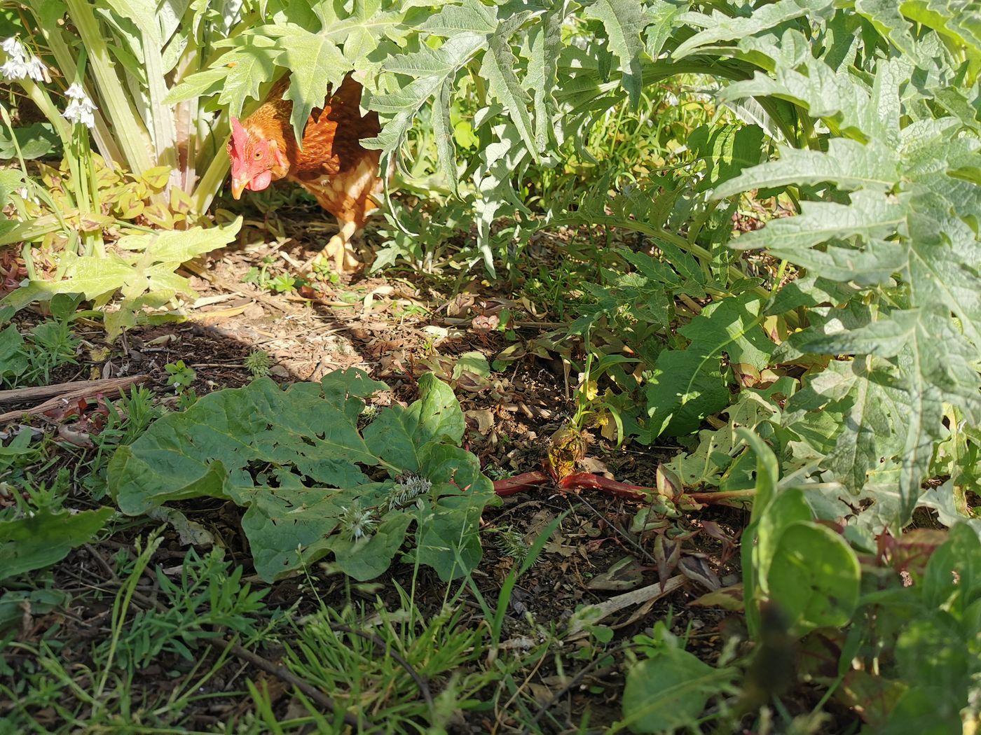 Rhubarbe à l'ombre des artichauts