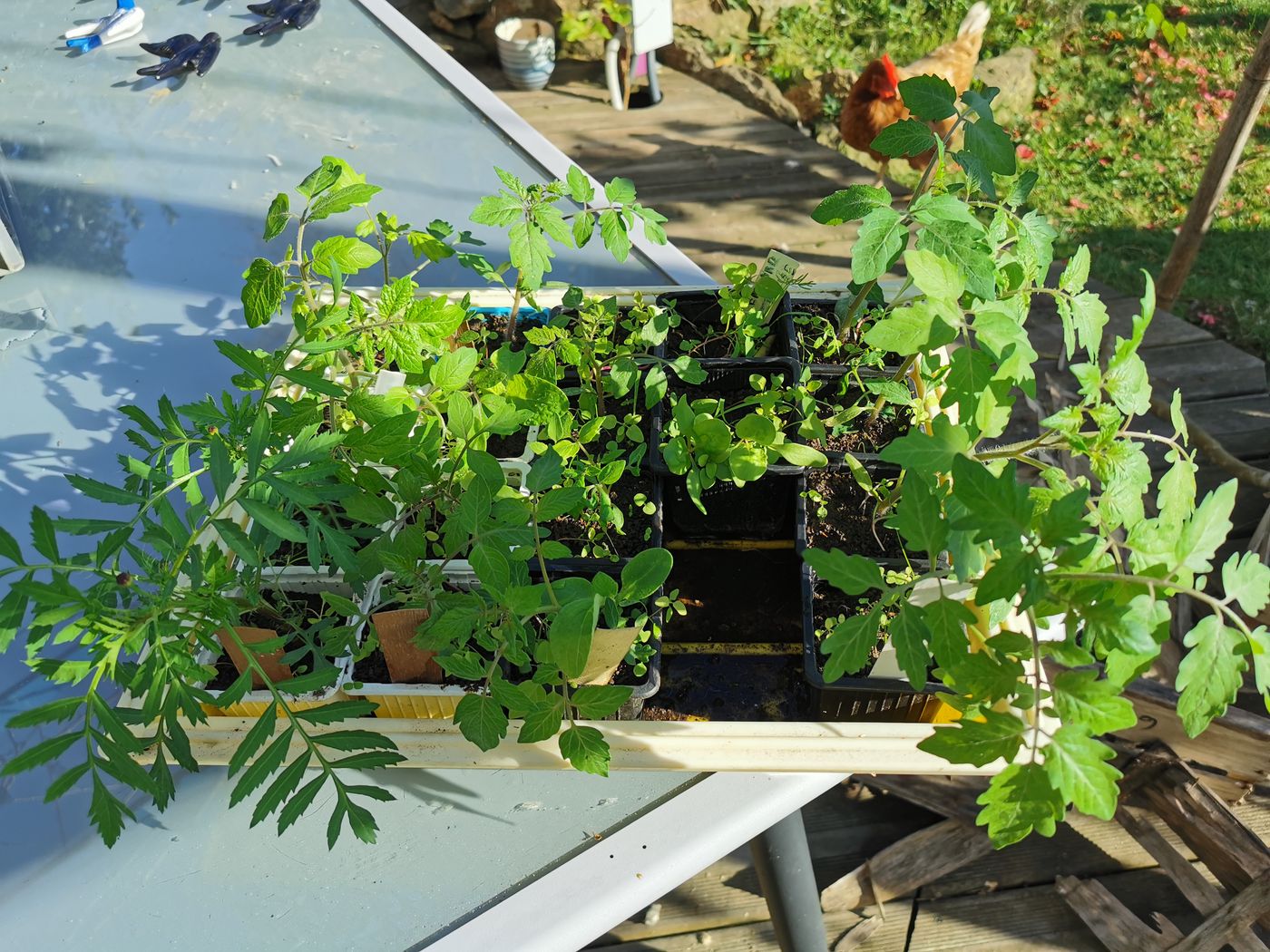 Tomates de Valérie, certaine rejoigne la serre