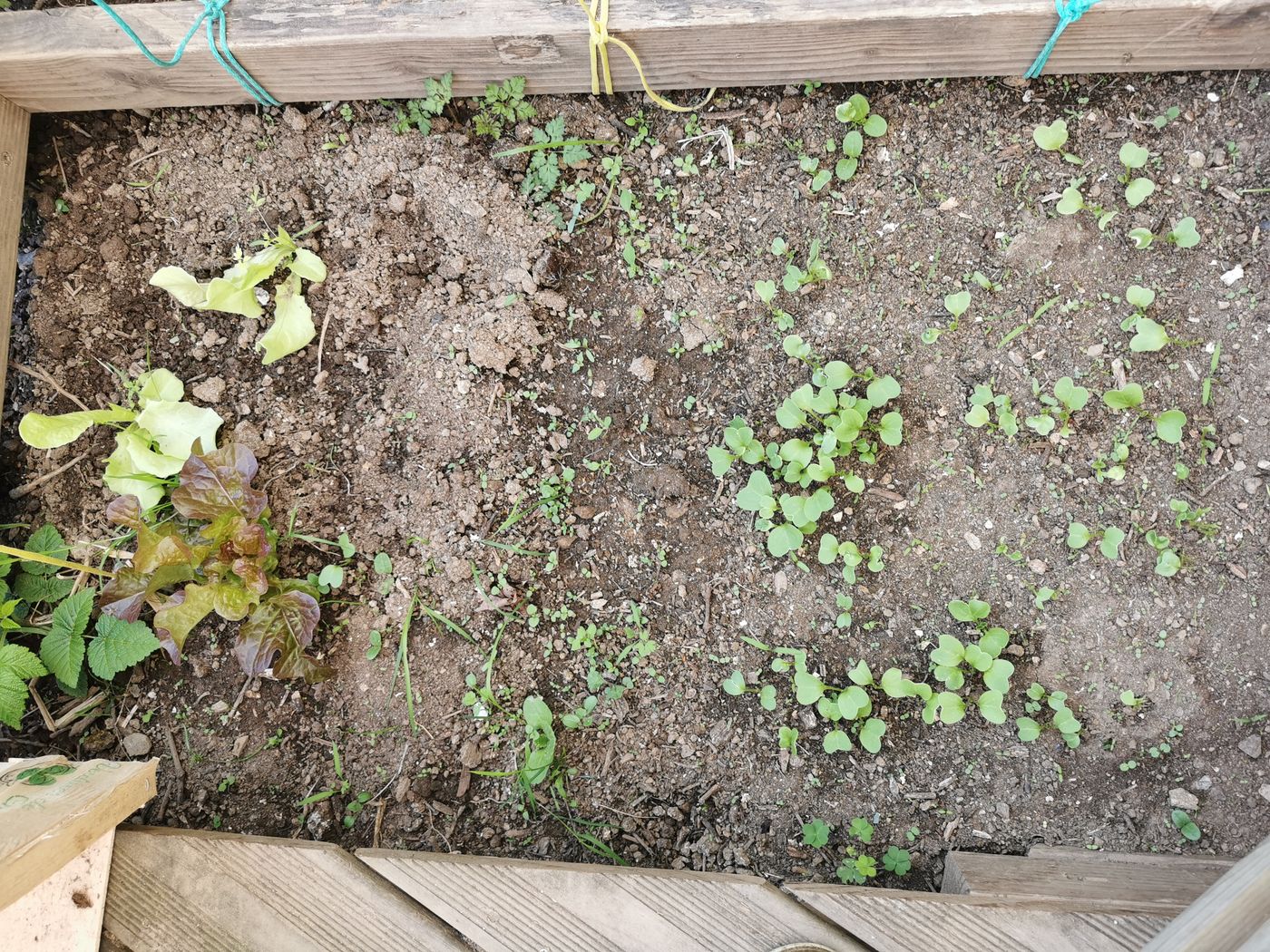 Salades et radis dans la serre