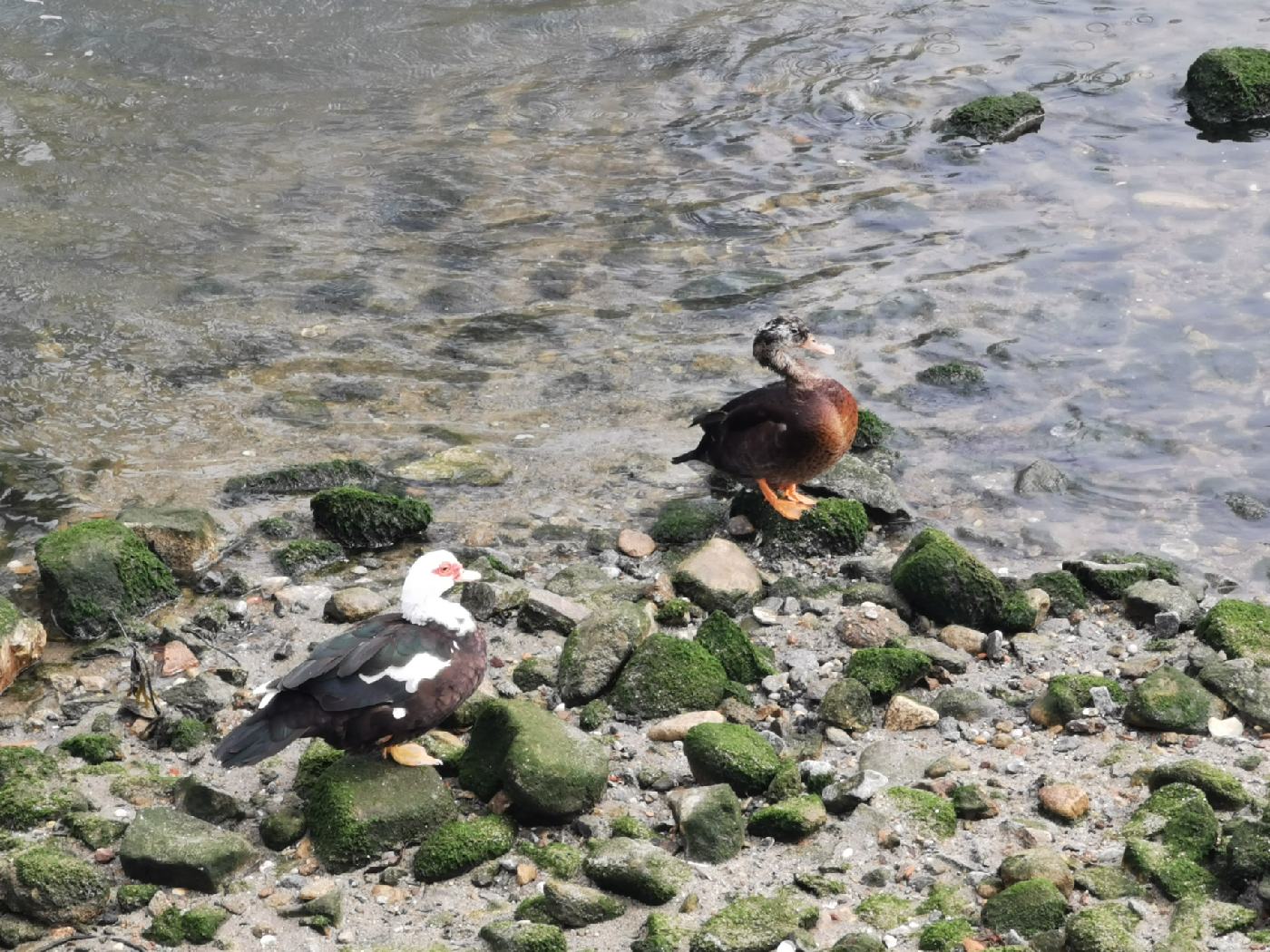 Canards à l'embouchure du Douro