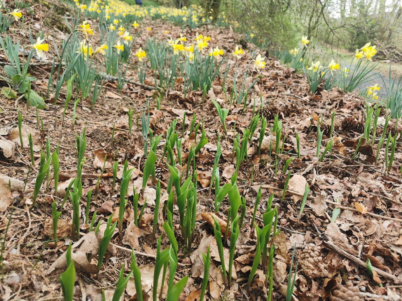 Jonquilles