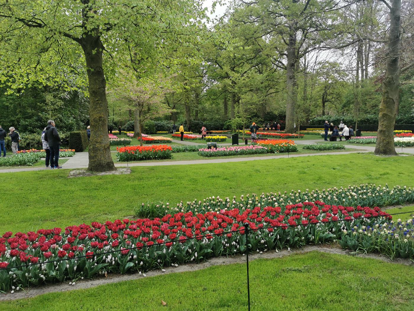 Tulipes sous les arbres