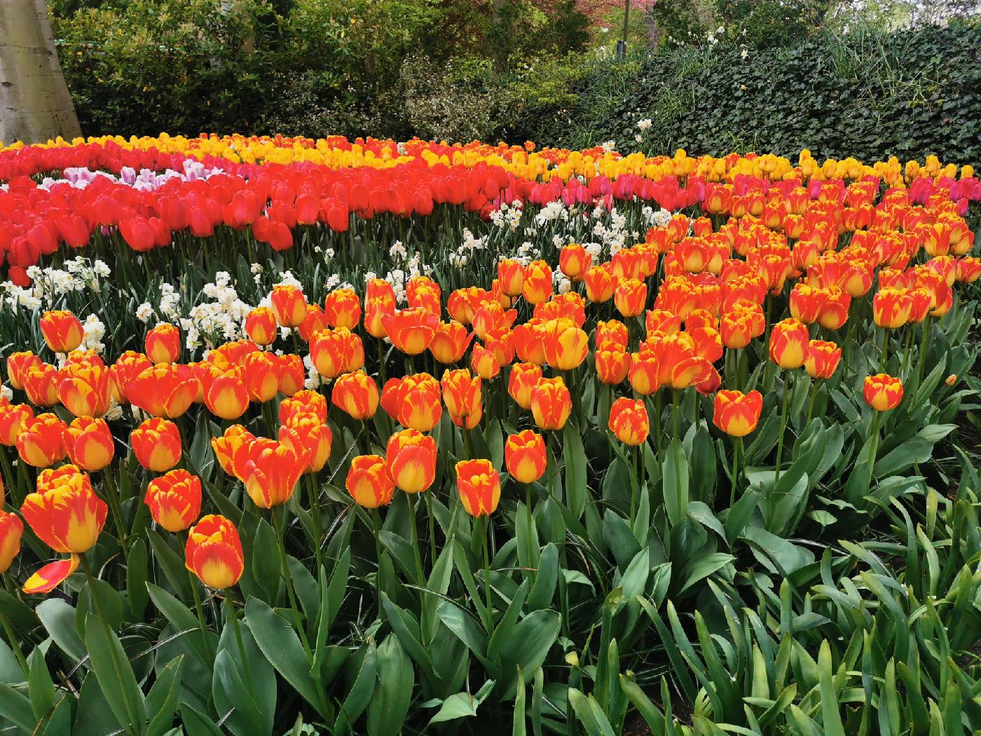 Tulipes