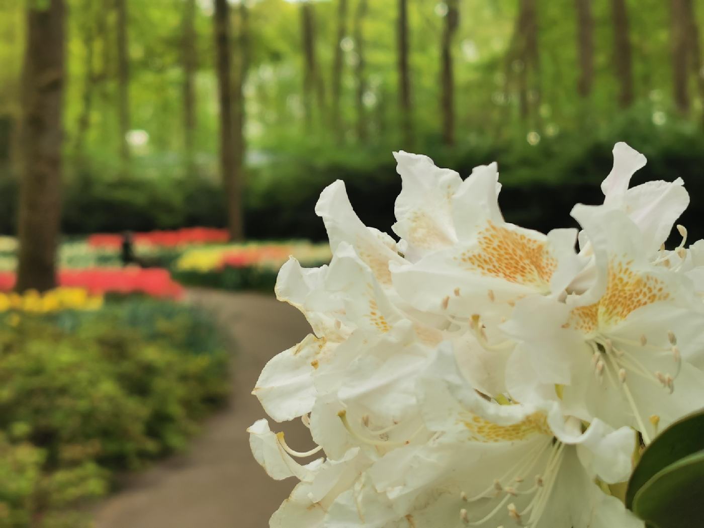 Fleur de Rhododendrons