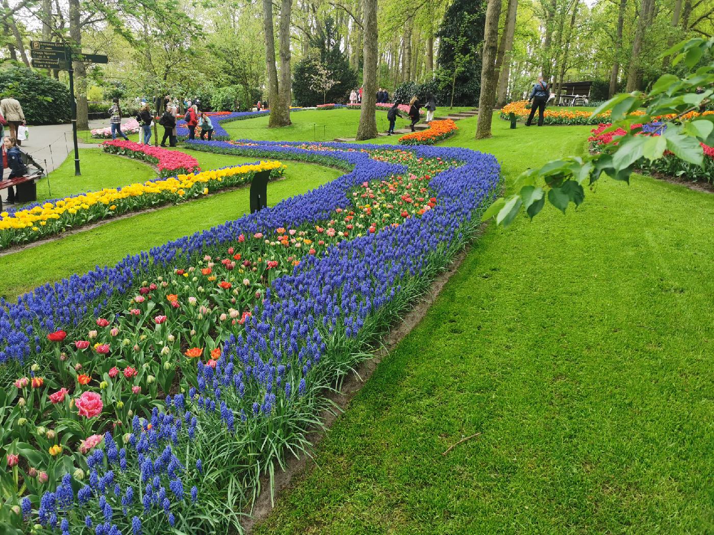 Chemin de tulipes