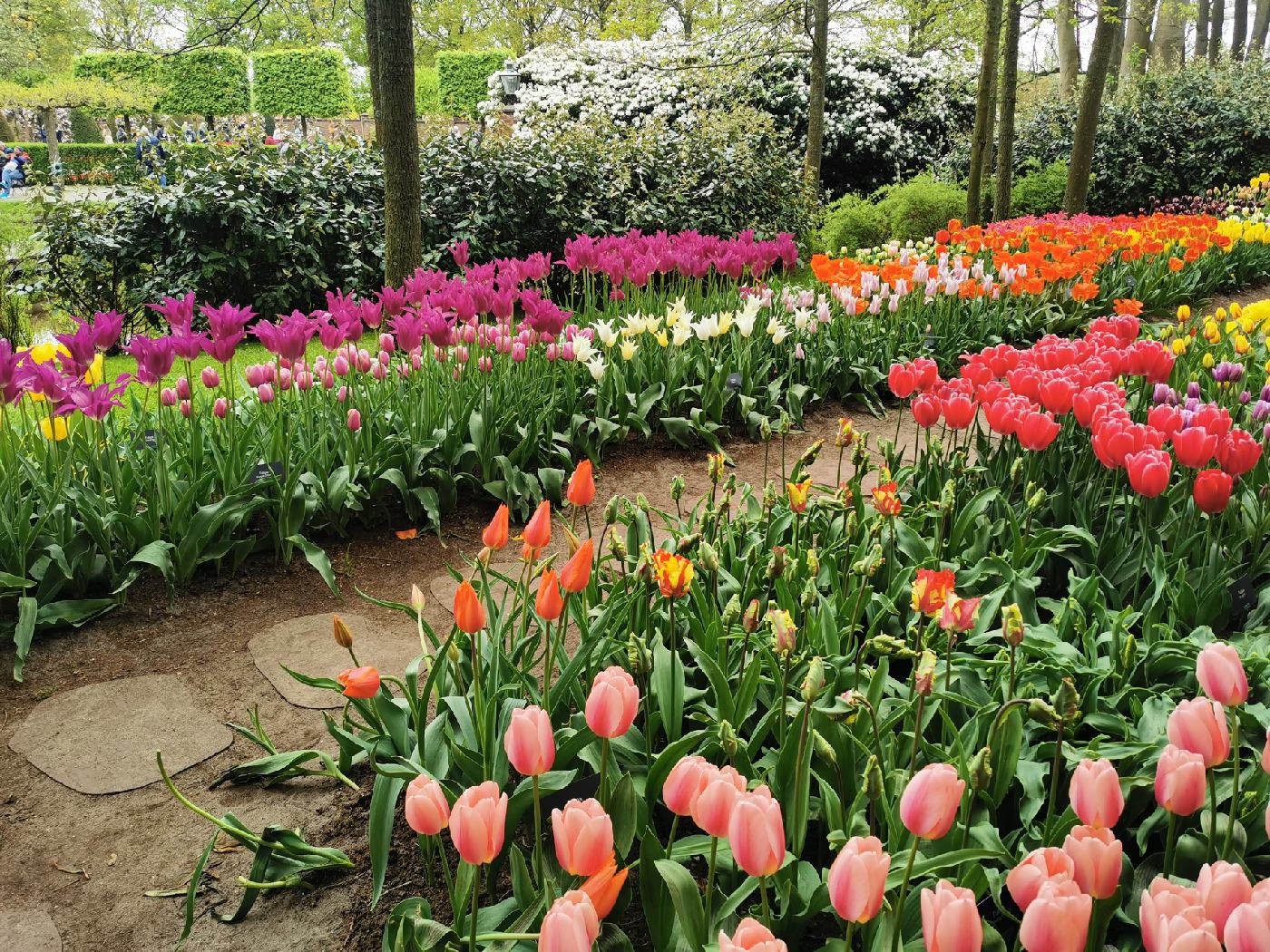 Parterre de tulipes