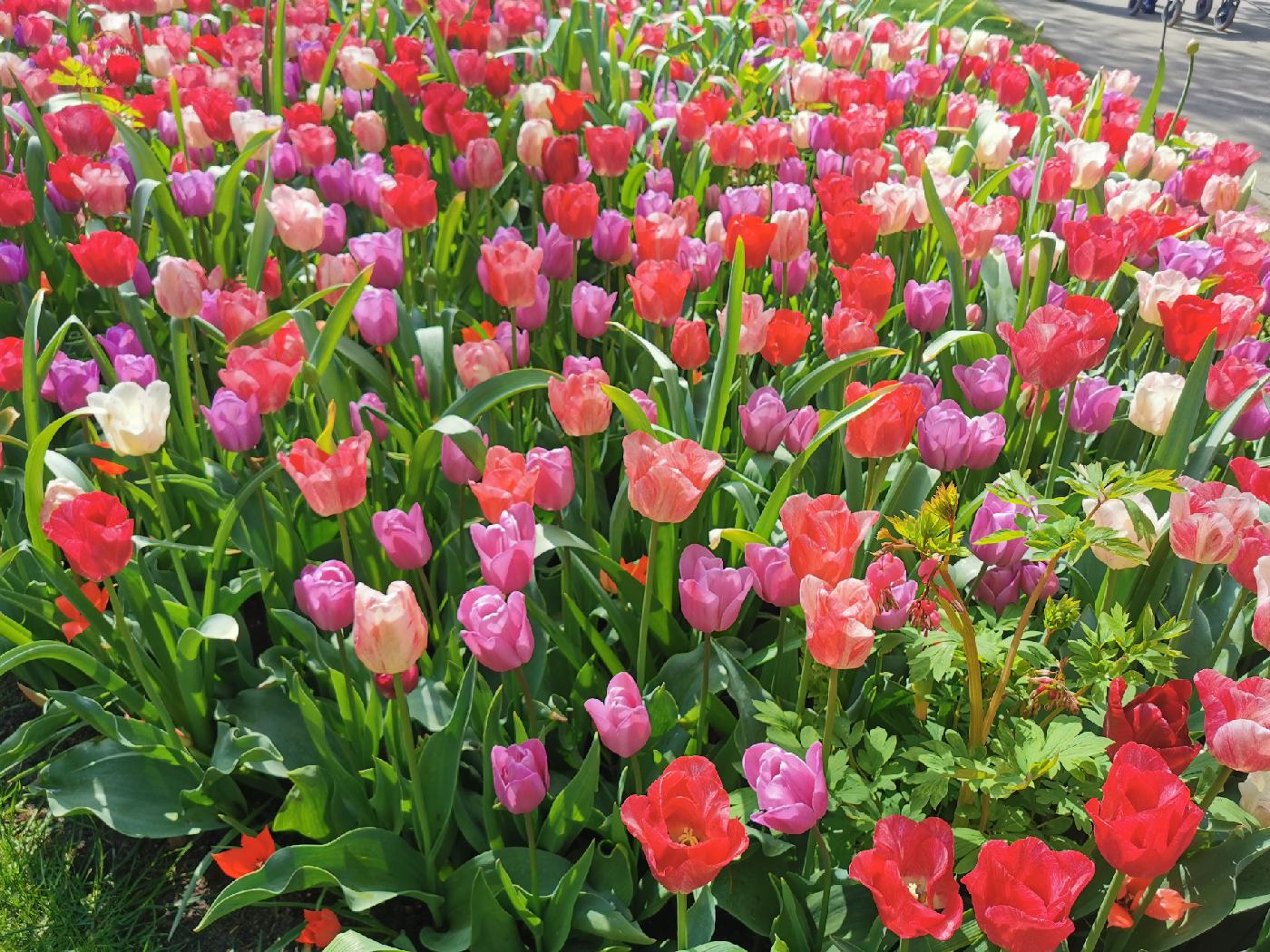 Nuances de rouges et roses