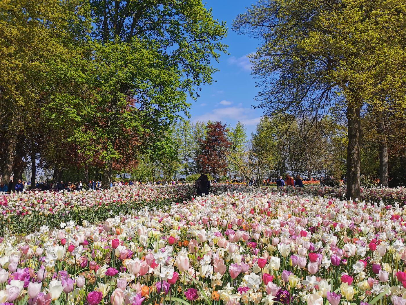 Combien de fleurs ?