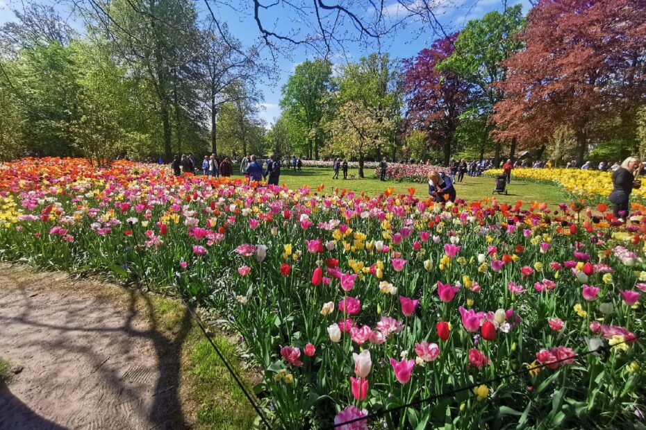 Tulipe dans les arbres