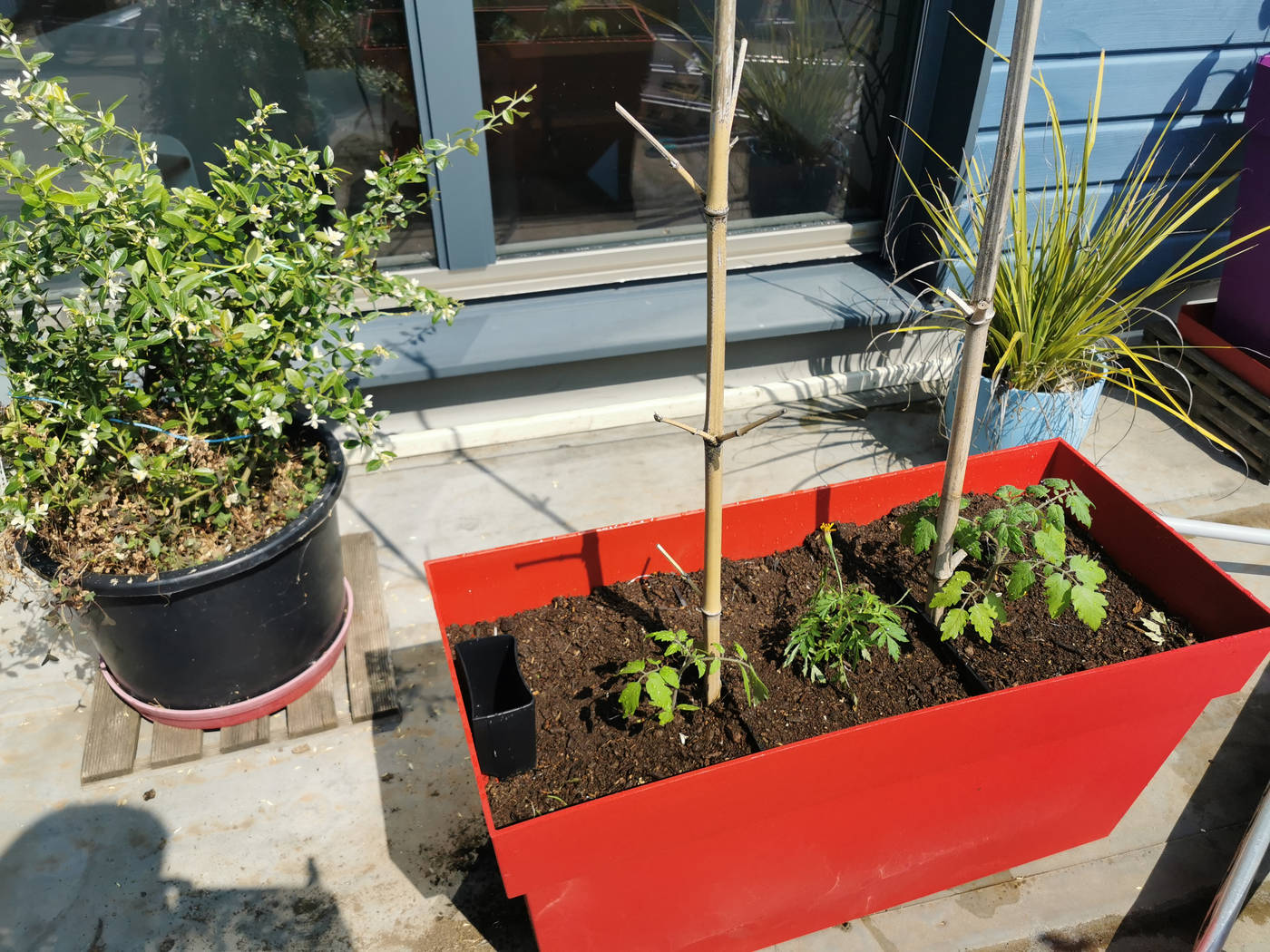 Tomates sur le solarium