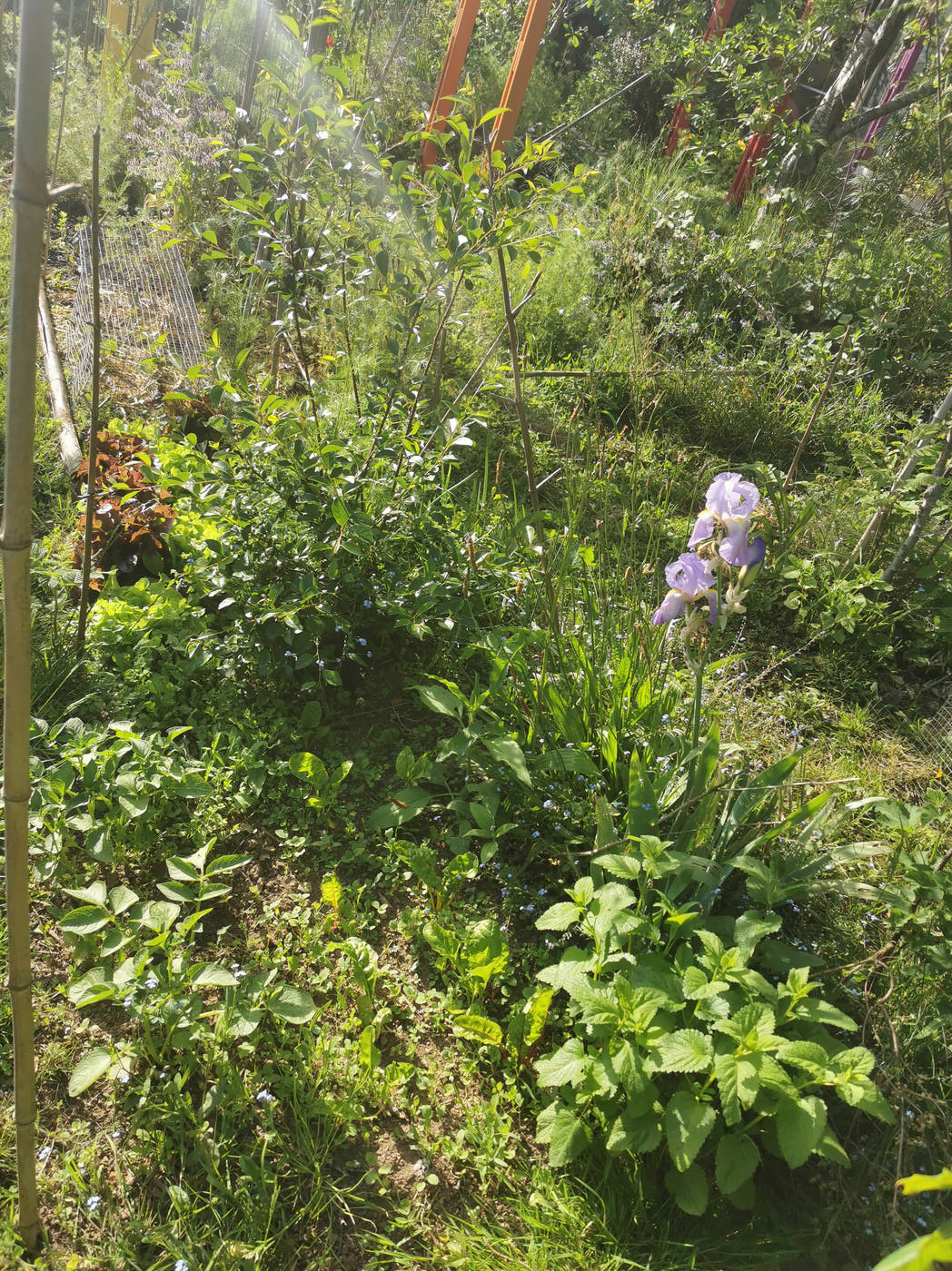 Cerisier, Iris, fouillis végétal...