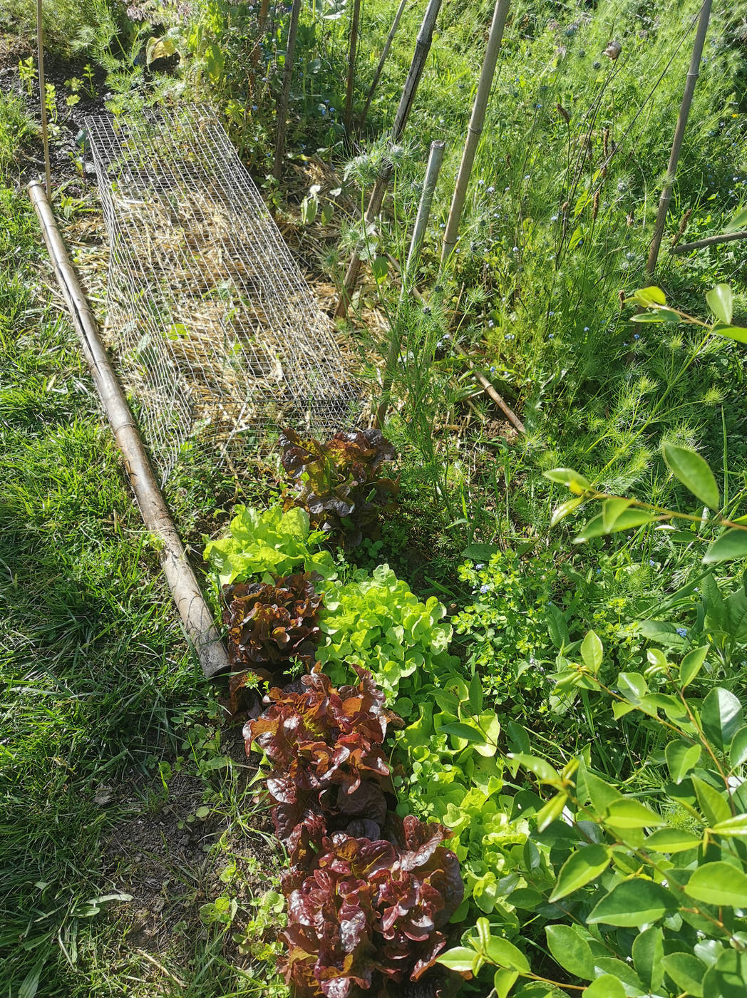 Salades et Haricots sous grillage anti poule