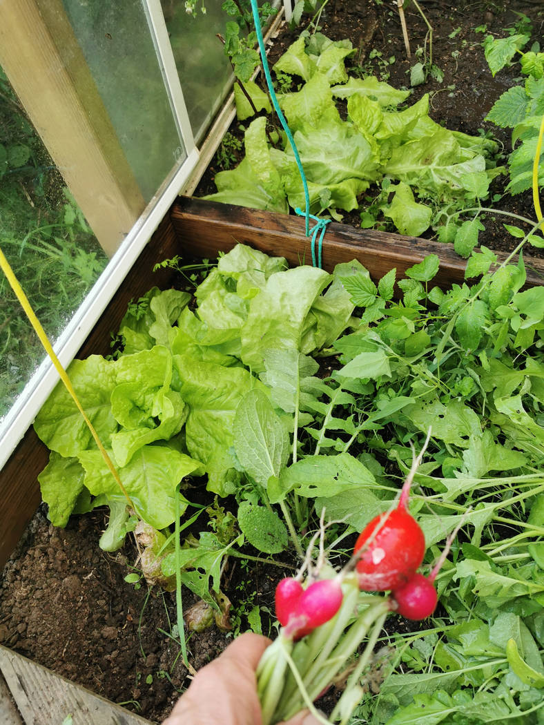 Salades, plant de tomates, et récolte de radis dans la serre